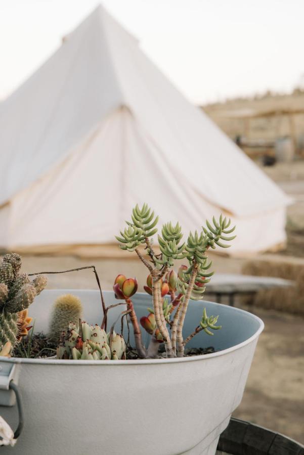 Lago Valle Wine Glamping Valle de Guadalupe Extérieur photo